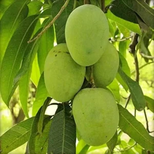 Himsagar Mango