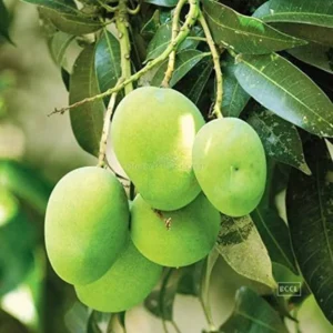 Kachamithe Mango