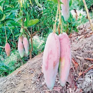 Chiangmai mango