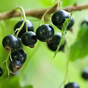Black Currant