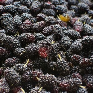 Black Mulberry
