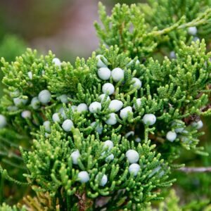 Cedar Berry