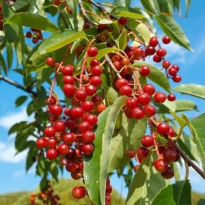 Chokecherry