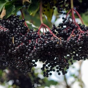 Elderberry