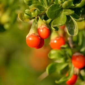 Goji Berry/Wolfberry