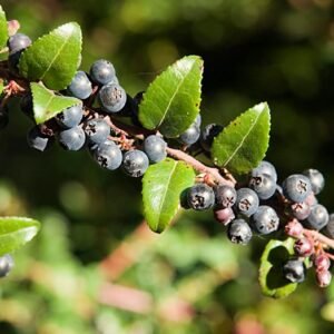 Huckleberry/Bilberry