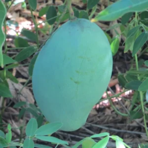 Brunei king mango
