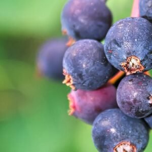 Saskatoon Berry/Juneberry