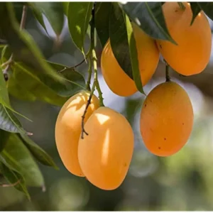 Katimon Mango