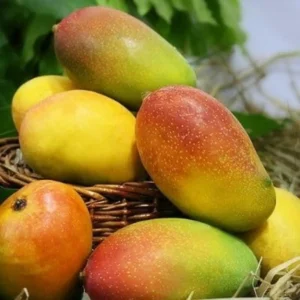 Subarnarekha mango